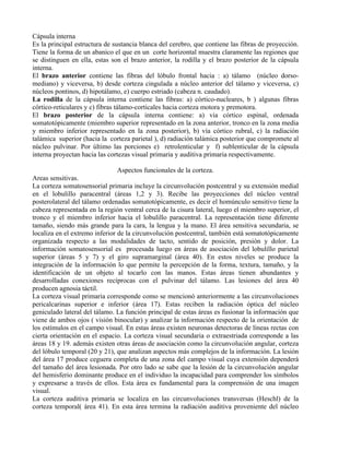 Cápsula interna
Es la principal estructura de sustancia blanca del cerebro, que contiene las fibras de proyección.
Tiene la forma de un abanico el que en un corte horizontal muestra claramente las regiones que
se distinguen en ella, estas son el brazo anterior, la rodilla y el brazo posterior de la cápsula
interna.
El brazo anterior contiene las fibras del lóbulo frontal hacia : a) tálamo (núcleo dorso-
mediano) y viceversa, b) desde corteza cingulada a núcleo anterior del tálamo y viceversa, c)
núcleos pontinos, d) hipotálamo, e) cuerpo estriado (cabeza n. caudado).
La rodilla de la cápsula interna contiene las fibras: a) córtico-nucleares, b ) algunas fibras
córtico-reticulares y c) fibras tálamo-corticales hacia corteza motora y premotora.
El brazo posterior de la cápsula interna contiene: a) via córtico espinal, ordenada
somatotópicamente (miembro superior representado en la zona anterior, tronco en la zona media
y miembro inferior representado en la zona posterior), b) vía córtico rubral, c) la radiación
talámica superior (hacia la corteza parietal ), d) radiación talámica posterior que compromete al
núcleo pulvinar. Por último las porciones e) retrolenticular y f) sublenticular de la cápsula
interna proyectan hacia las cortezas visual primaria y auditiva primaria respectivamente.
Aspectos funcionales de la corteza.
Areas sensitivas.
La corteza somatosensorial primaria incluye la circunvolución postcentral y su extensión medial
en el lobulillo paracentral (áreas 1,2 y 3). Recibe las proyecciones del núcleo ventral
posterolateral del tálamo ordenadas somatotópicamente, es decir el homúnculo sensitivo tiene la
cabeza representada en la región ventral cerca de la cisura lateral, luego el miembro superior, el
tronco y el miembro inferior hacia el lobulillo paracentral. La representación tiene diferente
tamaño, siendo más grande para la cara, la lengua y la mano. El área sensitiva secundaria, se
localiza en el extremo inferior de la circunvolución postcentral, también está somatotópicamente
organizada respecto a las modalidades de tacto, sentido de posición, presión y dolor. La
información somatosensorial es procesada luego en áreas de asociación del lobulillo parietal
superior (áreas 5 y 7) y el giro supramarginal (área 40). En estos niveles se produce la
integración de la información lo que permite la percepción de la forma, textura, tamaño, y la
identificación de un objeto al tocarlo con las manos. Estas áreas tienen abundantes y
desarrolladas conexiones recíprocas con el pulvinar del tálamo. Las lesiones del área 40
producen agnosia táctil.
La corteza visual primaria corresponde como se mencionó anteriormente a las circunvoluciones
pericalcarinas superior e inferior (área 17). Estas reciben la radiación óptica del núcleo
geniculado lateral del tálamo. La función principal de estas áreas es fusionar la información que
viene de ambos ojos ( visión binocular) y analizar la información respecto de la orientación de
los estímulos en el campo visual. En estas áreas existen neuronas detectoras de líneas rectas con
cierta orientación en el espacio. La corteza visual secundaria o extraestriada corresponde a las
áreas 18 y 19. además existen otras áreas de asociación como la circunvolución angular, corteza
del lóbulo temporal (20 y 21), que analizan aspectos más complejos de la información. La lesión
del área 17 produce ceguera completa de una zona del campo visual cuya extensión dependerá
del tamaño del área lesionada. Por otro lado se sabe que la lesión de la circunvolución angular
del hemisferio dominante produce en el individuo la incapacidad para comprender los símbolos
y expresarse a través de ellos. Esta área es fundamental para la comprensión de una imagen
visual.
La corteza auditiva primaria se localiza en las circunvoluciones transversas (Heschl) de la
corteza temporal( área 41). En esta área termina la radiación auditiva proveniente del núcleo
 