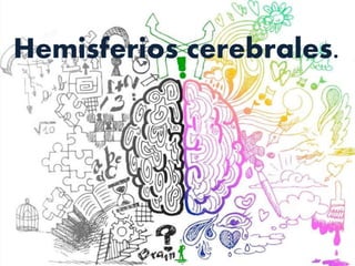 Hemisferios cerebrales.
 