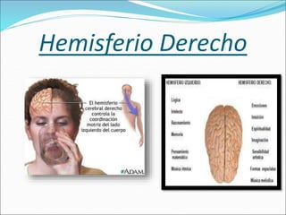 Hemisferio Derecho