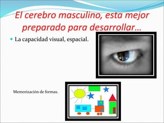 El cerebro masculino, esta mejor
preparado para desarrollar…
La capacidad visual, espacial.
Memorización de formas.