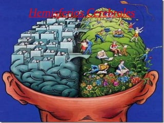 Hemisferios Cerebrales