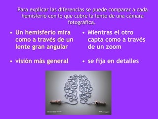 Un hemisferio mira como a través de un lente gran angular visión más general  Mientras el otro capta como a través de un zoom se fija en detalles Para explicar las diferencias se puede comparar a cada hemisferio con lo que cubre la lente de una cámara fotográfica.   