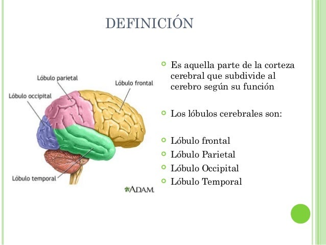 Otras estructuras importantes del cerebro