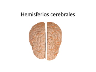 Hemisferios cerebrales
 