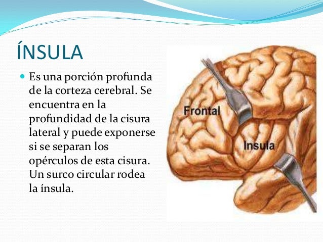 Hemisferios cerebrales