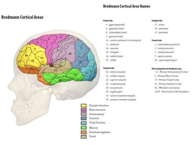 Areas Cerebrales Pdf