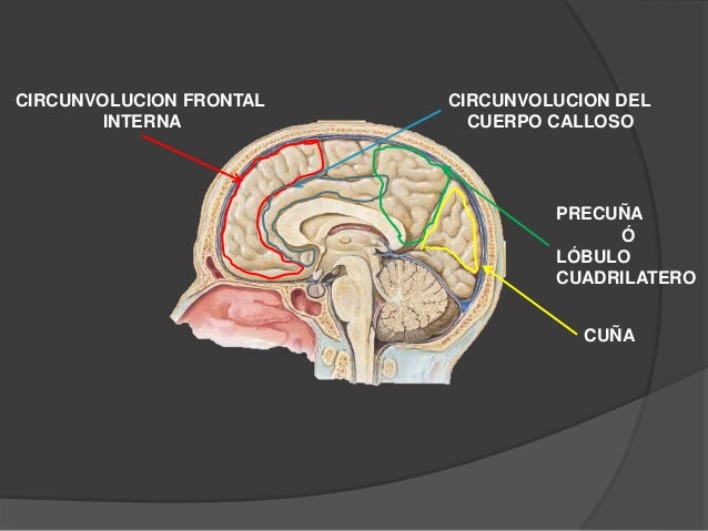 Hemisferios cerebrales