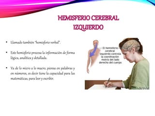 • Llamado también “hemisferio verbal”.
• Este hemisferio procesa la información de forma
lógica, analítica y detallada.
• Va de lo micro a lo macro, piensa en palabras y
en números, es decir tiene la capacidad para las
matemáticas, para leer y escribir.
 