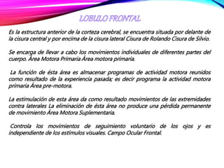 Es la estructura anterior de la corteza cerebral, se encuentra situada por delante de
la cisura central y por encima de la cisura lateral Cisura de Rolando Cisura de Silvio.
Se encarga de llevar a cabo los movimientos individuales de diferentes partes del
cuerpo. Área Motora Primaria Área motora primaria.
La función de ésta área es almacenar programas de actividad motora reunidos
como resultado de la experiencia pasada; es decir programa la actividad motora
primaria Área pre-motora.
La estimulación de esta área da como resultado movimientos de las extremidades
contra laterales La eliminación de ésta área no produce una pérdida permanente
de movimiento Área Motora Suplementaria.
Controla los movimientos de seguimiento voluntario de los ojos y es
independiente de los estímulos visuales. Campo Ocular Frontal.
 