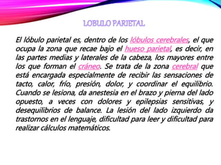 El lóbulo parietal es, dentro de los lóbulos cerebrales, el que
ocupa la zona que recae bajo el hueso parietal, es decir, en
las partes medias y laterales de la cabeza, los mayores entre
los que forman el cráneo. Se trata de la zona cerebral que
está encargada especialmente de recibir las sensaciones de
tacto, calor, frío, presión, dolor, y coordinar el equilibrio.
Cuando se lesiona, da anestesia en el brazo y pierna del lado
opuesto, a veces con dolores y epilepsias sensitivas, y
desequilibrios de balance. La lesión del lado izquierdo da
trastornos en el lenguaje, dificultad para leer y dificultad para
realizar cálculos matemáticos.
 