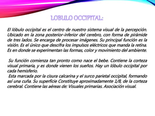 El lóbulo occipital es el centro de nuestro sistema visual de la percepción.
Ubicado en la zona posterior-inferior del cerebro, con forma de pirámide
de tres lados. Se encarga de procesar imágenes. Su principal función es la
visión. Es el único que descifra los impulsos eléctricos que manda la retina.
Es en donde se experimentan las formas, color y movimiento del ambiente.
Su función comienza tan pronto como nace el bebe. Contiene la corteza
visual primaria, y es donde vienen los sueños. Hay un lóbulo occipital por
cada hemisferio.
Esta marcada por la cisura calcarina y el surco parietal occipital, formando
así una cuña. Su superficie Constituye aproximadamente 1/8, de la corteza
cerebral. Contiene las aéreas de: Visuales primarias. Asociación visual.
 
