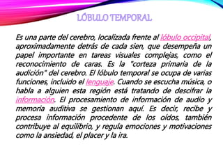 Es una parte del cerebro, localizada frente al lóbulo occipital,
aproximadamente detrás de cada sien, que desempeña un
papel importante en tareas visuales complejas, como el
reconocimiento de caras. Es la "corteza primaria de la
audición" del cerebro. El lóbulo temporal se ocupa de varias
funciones, incluido el lenguaje. Cuando se escucha música, o
habla a alguien esta región está tratando de descifrar la
información. El procesamiento de información de audio y
memoria auditiva se gestionan aquí. Es decir, recibe y
procesa información procedente de los oídos, también
contribuye al equilibrio, y regula emociones y motivaciones
como la ansiedad, el placer y la ira.
 