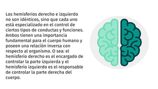 Los hemisferios derecho e izquierdo
no son idénticos, sino que cada uno
está especializado en el control de
ciertos tipos de conductas y funciones.
Ambos tienen una importancia
fundamental para el cuerpo humano y
poseen una relación inversa con
respecto al organismo. O sea: el
hemisferio derecho es el encargado de
controlar la parte izquierda y el
hemisferio izquierdo es el responsable
de controlar la parte derecha del
cuerpo.
 