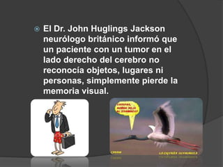    El Dr. John Huglings Jackson
    neurólogo británico informó que
    un paciente con un tumor en el
    lado derecho del cerebro no
    reconocía objetos, lugares ni
    personas, simplemente pierde la
    memoria visual.
 