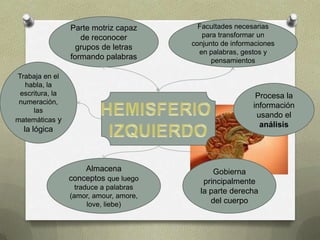 Parte motriz capaz       Facultades necesarias
                    de reconocer           para transformar un
                                        conjunto de informaciones
                   grupos de letras
                                          en palabras, gestos y
                 formando palabras            pensamientos

Trabaja en el
   habla, la
 escritura, la                                             Procesa la
 numeración,
                                                          información
     las
                                                           usando el
matemáticas y
                                                            análisis
  la lógica



                     Almacena                 Gobierna
                 conceptos que luego       principalmente
                   traduce a palabras
                                          la parte derecha
                 (amor, amour, amore,
                       love, liebe)          del cuerpo
 