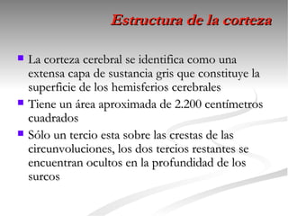 Estructura de la corteza

   La corteza cerebral se identifica como una
    extensa capa de sustancia gris que constituye la
    superficie de los hemisferios cerebrales
   Tiene un área aproximada de 2.200 centímetros
    cuadrados
   Sólo un tercio esta sobre las crestas de las
    circunvoluciones, los dos tercios restantes se
    encuentran ocultos en la profundidad de los
    surcos
 