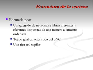 Estructura de la corteza

   Formada por:
     Un agregado de neuronas y fibras aferentes y
      eferentes dispuestas de una manera altamente
      ordenada
     Tejido glial característico del SNC

     Una rica red capilar
 