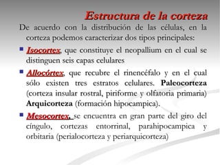 Estructura de la corteza
De acuerdo con la distribución de las células, en la
  corteza podemos caracterizar dos tipos principales:
 Isocortex, que constituye el neopallium en el cual se
  distinguen seis capas celulares
 Allocórtex, que recubre el rinencéfalo y en el cual
  sólo existen tres estratos celulares. Paleocorteza
  (corteza insular rostral, piriforme y olfatoria primaria)
  Arquicorteza (formación hipocampica).
 Mesocortex, se encuentra en gran parte del giro del
  cíngulo, cortezas entorrinal, parahipocampica y
  orbitaria (perialocorteza y periarquicorteza)
 