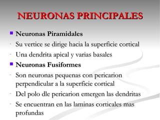 NEURONAS PRINCIPALES
   Neuronas Piramidales
-   Su vertice se dirige hacia la superficie cortical
-   Una dendrita apical y varias basales
   Neuronas Fusiformes
-   Son neuronas pequenas con pericarion
    perpendicular a la superficie cortical
-   Del polo dle pericarion emergen las dendritas
-   Se encuentran en las laminas corticales mas
    profundas
 