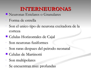 INTERNEURONAS
   Neuronas Estelares o Granulares
-   Forma de estrella
-   Son el unico tipo de neurona excitadora de la
    corteza
   Celulas Horizontales de Cajal
-   Son neuronas fusiformes
-   Son raras despues del peirodo neonatal
   Celulas de Martinotti
-   Son multipolares
-   Se encuentran muy profundas
 