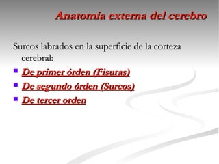 Anatomía externa del cerebro

Surcos labrados en la superficie de la corteza
  cerebral:
 De primer órden (Fisuras)

 De segundo órden (Surcos)

 De tercer orden
 