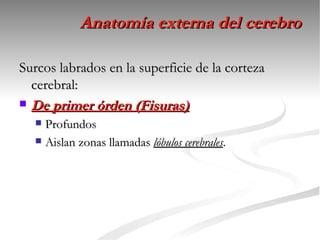 Anatomía externa del cerebro

Surcos labrados en la superficie de la corteza
  cerebral:
 De primer órden (Fisuras)
   Profundos
   Aislan zonas llamadas lóbulos cerebrales.
 