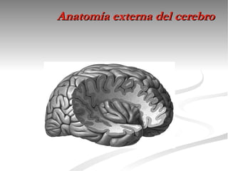 Anatomía externa del cerebro
 