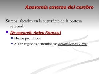 Anatomía externa del cerebro

Surcos labrados en la superficie de la corteza
  cerebral:
 De segundo órden (Surcos)
   Menos profundos
   Aislan regiones denominadas circunvoluciones o giros
 