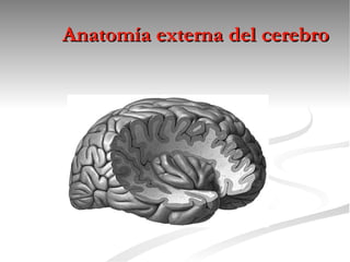 Anatomía externa del cerebro
 