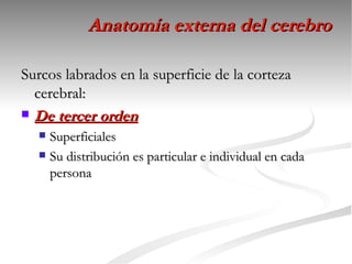 Anatomía externa del cerebro

Surcos labrados en la superficie de la corteza
  cerebral:
 De tercer orden
   Superficiales
   Su distribución es particular e individual en cada
    persona
 