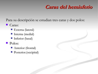 Caras del hemisferio

Para su descripción se estudian tres caras y dos polos:
 Caras:
       Externa (lateral)
       Interna (medial)
       Inferior (basal)
   Polos:
       Anterior (frontal)
       Posterior.(occipital)
 