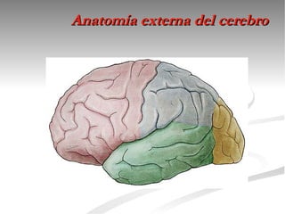 Anatomía externa del cerebro
 