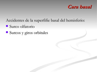 Cara basal

Accidentes de la superfifie basal del hemisferio:
 Surco olfatorio

 Surcos y giros orbitales
 