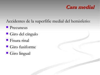 Cara medial

Accidentes de la superfifie medial del hemisferio:
 Precuneus

 Giro del cíngulo

 Fisura rinal

 Giro fusiforme

 Giro lingual
 