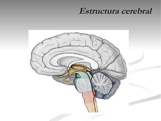 Estructura cerebral
 