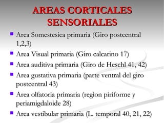 AREAS CORTICALES
           SENSORIALES
   Area Somestesica primaria (Giro postcentral
    1,2,3)
   Area Visual primaria (Giro calcarino 17)
   Area auditiva primaria (Giro de Heschl 41, 42)
   Area gustativa primaria (parte ventral del giro
    postcentral 43)
   Area olfatoria primaria (region piriforme y
    periamigdaloide 28)
   Area vestibular primaria (L. temporal 40, 21, 22)
 