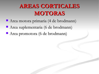 AREAS CORTICALES
             MOTORAS
   Area motora primaria (4 de brodmann)
   Area suplementaria (6 de brodmann)
   Area promotora (6 de brodmann)
 