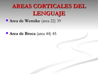 AREAS CORTICALES DEL
           LENGUAJE
   Area de Wernike (area 22) 39

   Area de Broca (area 44) 45
 