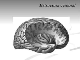 Estructura cerebral
 