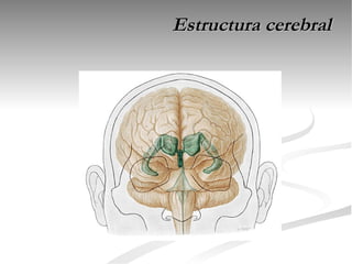 Estructura cerebral
 