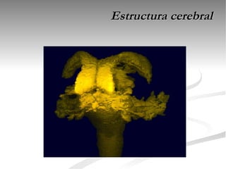 Estructura cerebral
 
