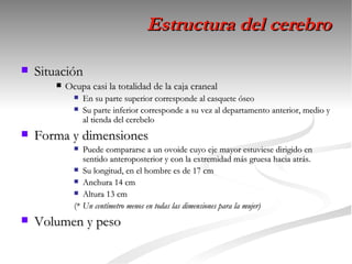 Estructura del cerebro

   Situación
           Ocupa casi la totalidad de la caja craneal
                 En su parte superior corresponde al casquete óseo
                 Su parte inferior corresponde a su vez al departamento anterior, medio y
                  al tienda del cerebelo
   Forma y dimensiones
                Puede compararse a un ovoide cuyo eje mayor estuviese dirigido en
                 sentido anteroposterior y con la extremidad más gruesa hacia atrás.
               Su longitud, en el hombre es de 17 cm
               Anchura 14 cm
               Altura 13 cm

              (* Un centímetro menos en todas las dimensiones para la mujer)
   Volumen y peso
 