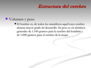 Estructura del cerebro

   Volumen y peso
          El hombre es, de todos los mamíferos aquél cuyo cerebro
           alcanza mayor grado de desarrollo. Su peso es en términos
           generales de 1.160 gramos para le cerebro del hombrte y
           de 1.000 gramos para el cerebro de la mujer
 