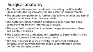 Surgical anatomy
• The fibrous interosseous membrane connecting the tibia to the
fibula divides the leg into anterior and posterior compartments.
• The anterior compartment is further divided into anterior and lateral
compartments by an intermuscular fascia.
• The posterior compartment is divided into superficial and deep
compartments by a thin intermuscular fascia.
• The superficial compartment contains the gastrocnemius, soleus,
and plantaris muscles.
• The gastrocnemius and soleus join together to become the Achilles
tendon that inserts into the calcaneal bone.
• The soleus muscle is vascularised by the posterior tibial and
peroneal arteries, which delivers blood supply through several
perforators along its course
 