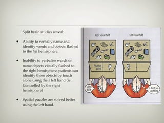Split brain studies reveal:

•   Ability to verbally name and
    identify words and objects ﬂashed
    to the left hemisphere.

•   Inability to verbalise words or
    name objects visually ﬂashed to
    the right hemisphere; patients can
    identify these objects by touch
    alone using their left hand (ie.
    Controlled by the right
    hemisphere)

•   Spatial puzzles are solved better
    using the left hand.
 