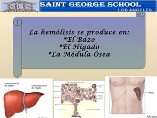 La hemólisis se produce en: *El Bazo *El Hígado *La Médula Ósea 