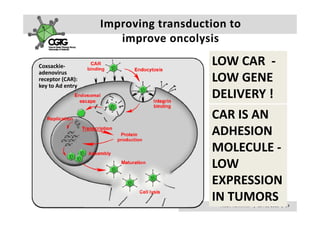 Improving transduction to 
                      improve oncolysis
                      i            l i

Coxsackie‐                             LOW CAR  ‐
                                       LOW CAR ‐
adenovirus 
receptor (CAR): 
key to Ad entry
key to Ad entry
                                       LOW GENE 
                                       DELIVERY !
                                       CAR IS AN 
                                       CAR IS AN
                                       ADHESION 
                                       MOLECULE ‐
                                       LOW 
                                       LOW
                                       EXPRESSION 
                                       IN TUMORS 
                                        A k s e l i   H e m m i n k i       |     2 3  F e b  2 0 1 0    |    3 7
 