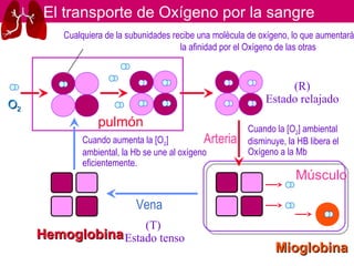 (R)
Estado relajado
(T)
Estado tenso
El transporte de Oxígeno por la sangre
HemoglobinaHemoglobina
pulmón
OO22
MioglobinaMioglobina
Músculo
Vena
ArteriaCuando aumenta la [O2]
ambiental, la Hb se une al oxígeno
eficientemente.
Cuando la [O2] ambiental
disminuye, la HB libera el
Oxígeno a la Mb
Cualquiera de la subunidades recibe una molécula de oxígeno, lo que aumentará
la afinidad por el Oxígeno de las otras
 