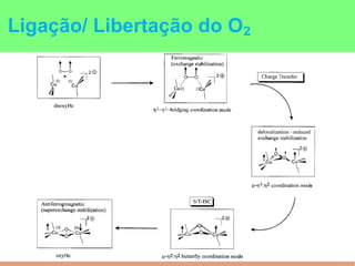 Ligação/ Libertação do O₂
 