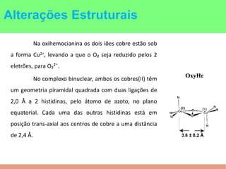 Na oxihemocianina os dois iões cobre estão sob
a forma Cu2+, levando a que o O₂ seja reduzido pelos 2
eletrões, para O₂²¯.
No complexo binuclear, ambos os cobres(II) têm
um geometria piramidal quadrada com duas ligações de
2,0 Å a 2 histidinas, pelo átomo de azoto, no plano
equatorial. Cada uma das outras histidinas está em
posição trans-axial aos centros de cobre a uma distância
de 2,4 Å.
Alterações Estruturais
 